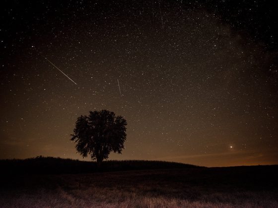 nocna kąpiel leśna